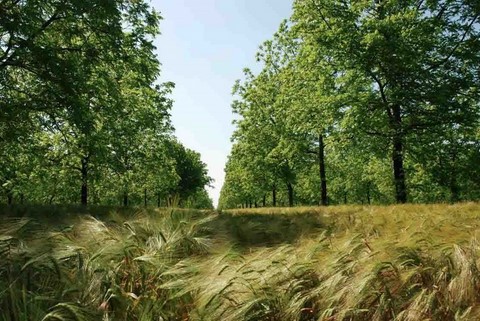 Association Française d'Agroforesterie