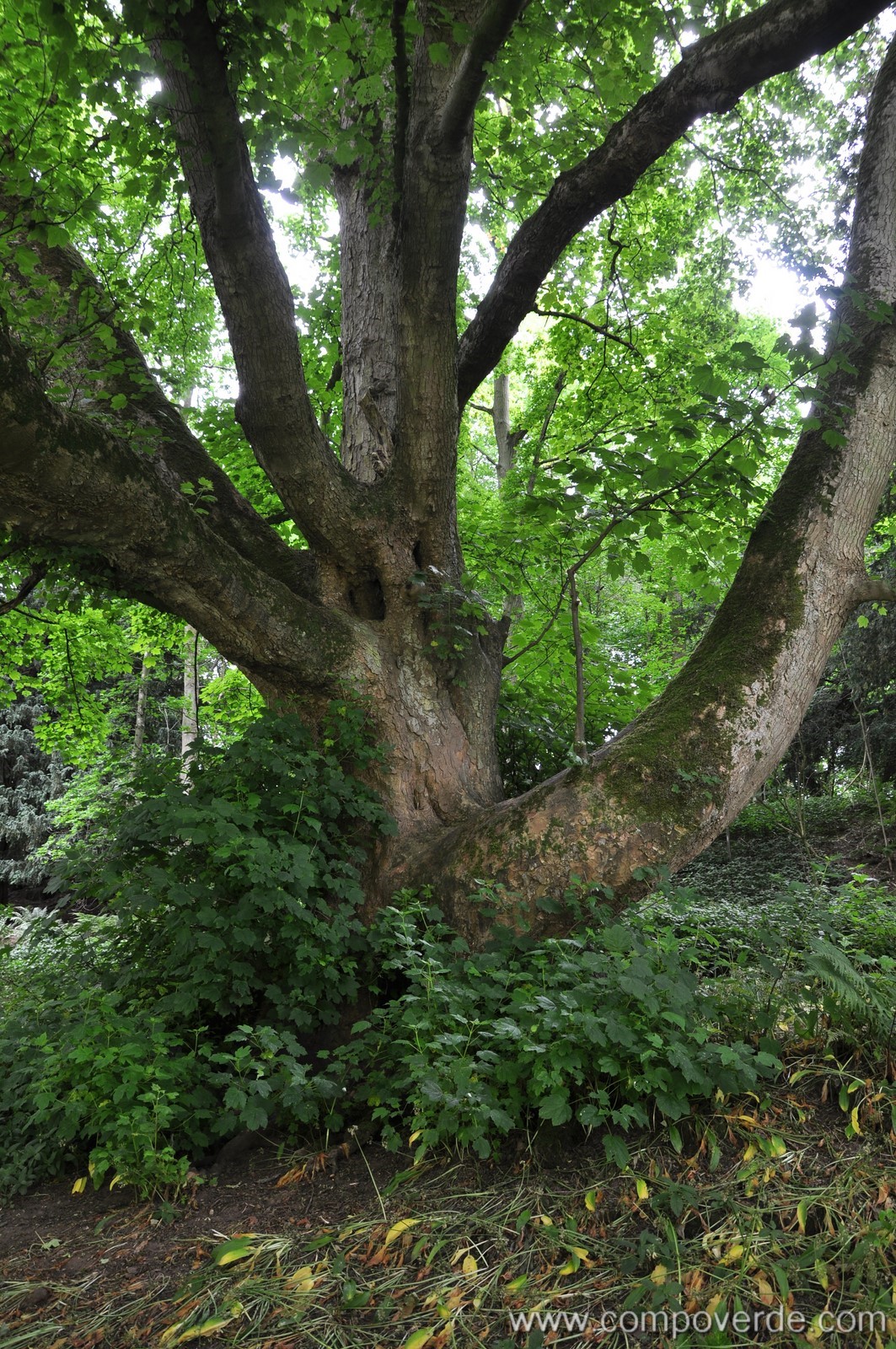 Maple aged of several centuries in Great-Britain